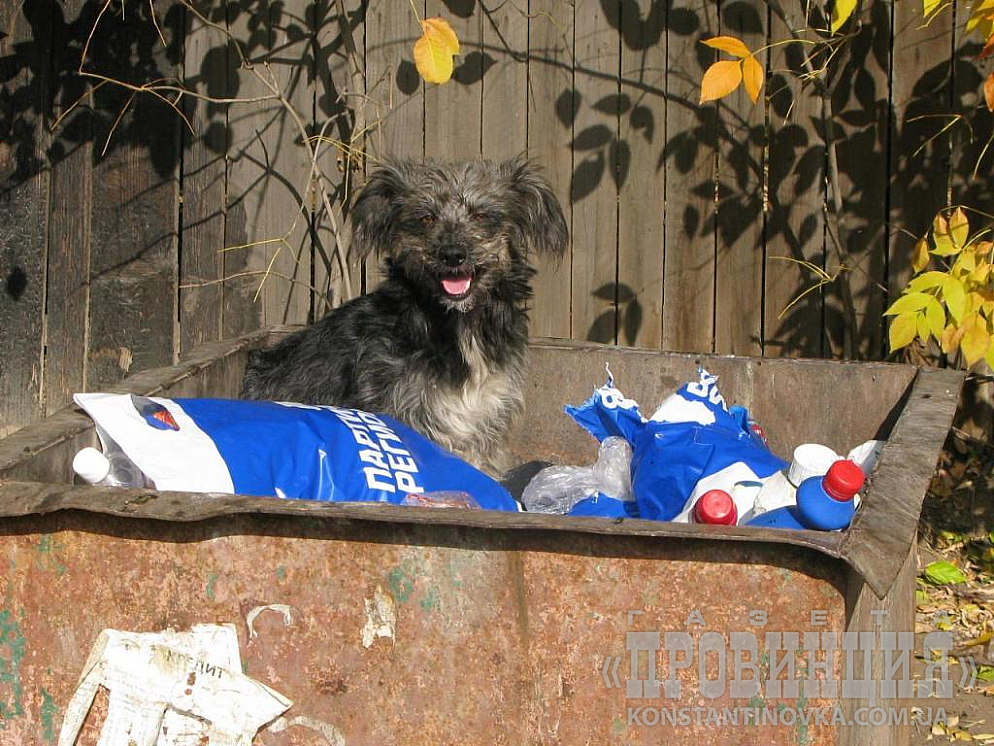 И четвероногих друзей стабильность настигла...