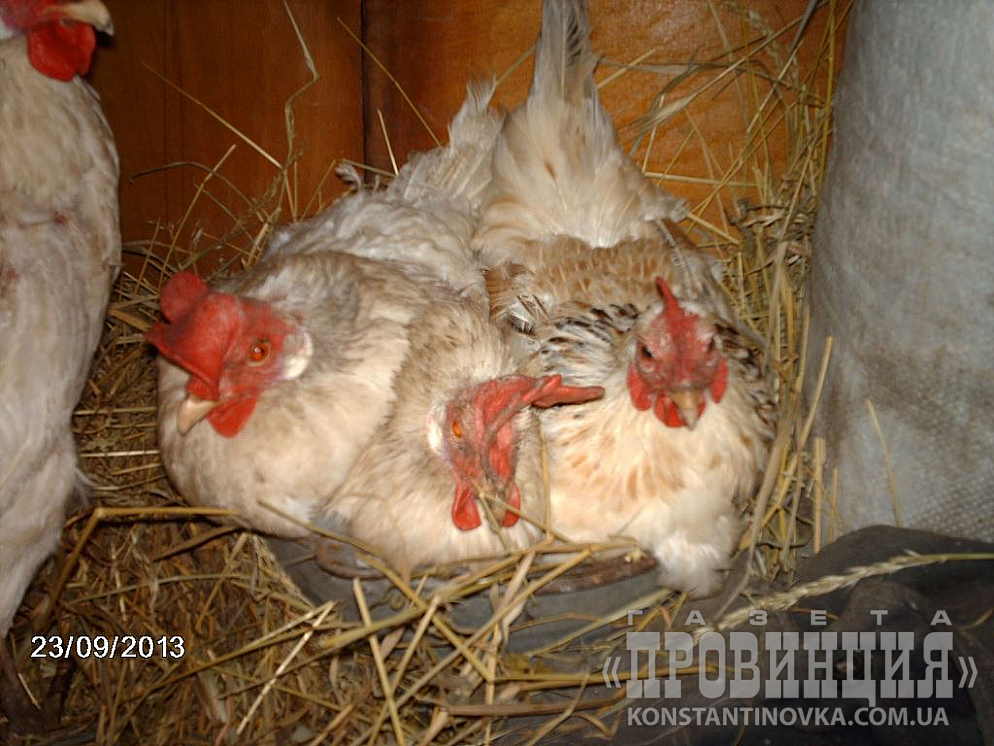 Хто крайній?