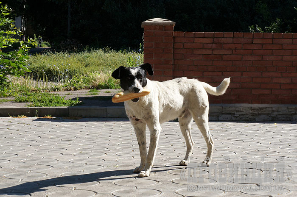 Хто випустив собаку?