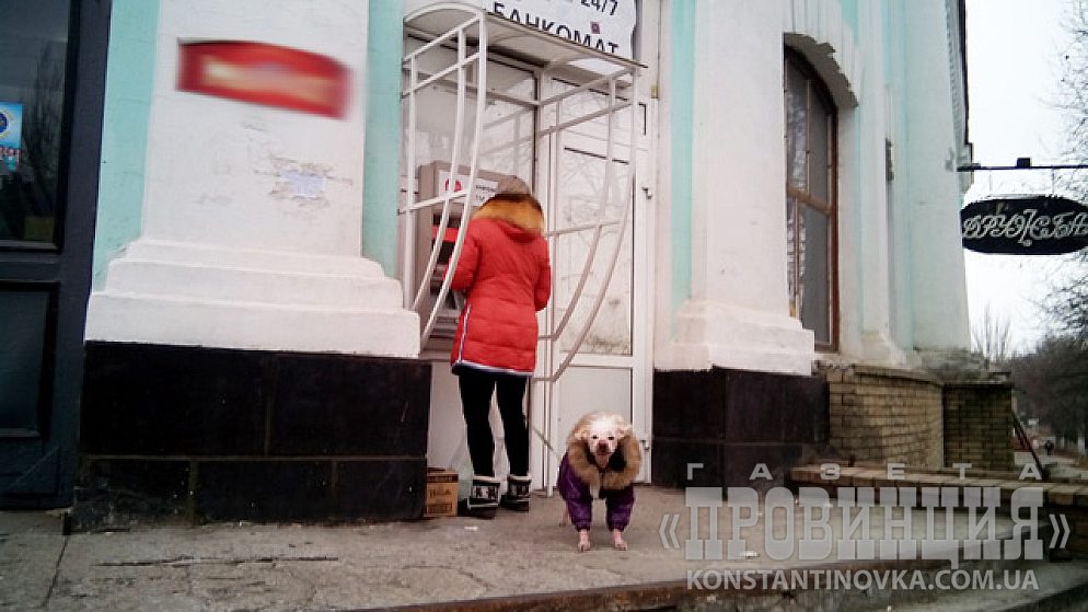 Что смотришь, собак в куртках не видел?