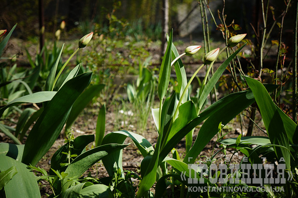 Природу не обманешь