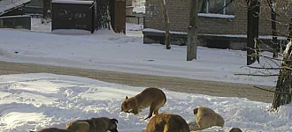 Как там братья наши меньшие?