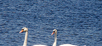 Летіли лебеді через став