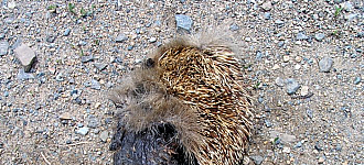 Первая жертва улицы Громова