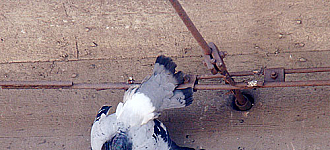 Птичку жалко