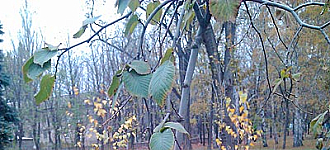 «Орлингтонское кладбище» имени КЗМО...