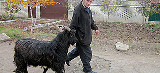 Козла  по улицам  водили