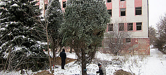 Ели пали