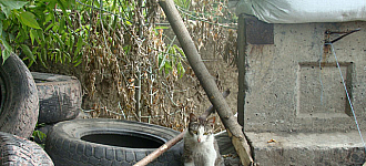 Контуженный кот из Семеновки