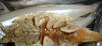 Ничего себе сардину купил или Хищник возвращеется!