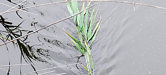 Обитатель "Кривого торца"