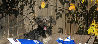 И четвероногих друзей стабильность настигла...