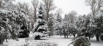 Снегопад ломает деревья