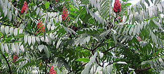 ЧУДО-ДЕРЕВО