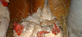 Хто крайній?