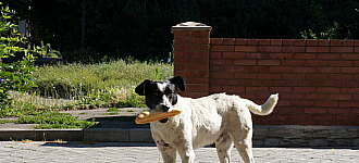 Хто випустив собаку?