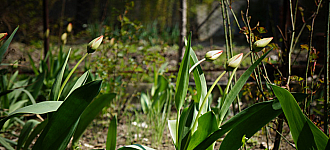 Природу не обманешь