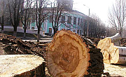 Где деревья, «Зеленстрой»?