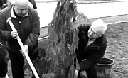 Губернатор посадил кипарис и одобрил фасады (видео)