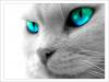 Profile picture for user Tigrica2312